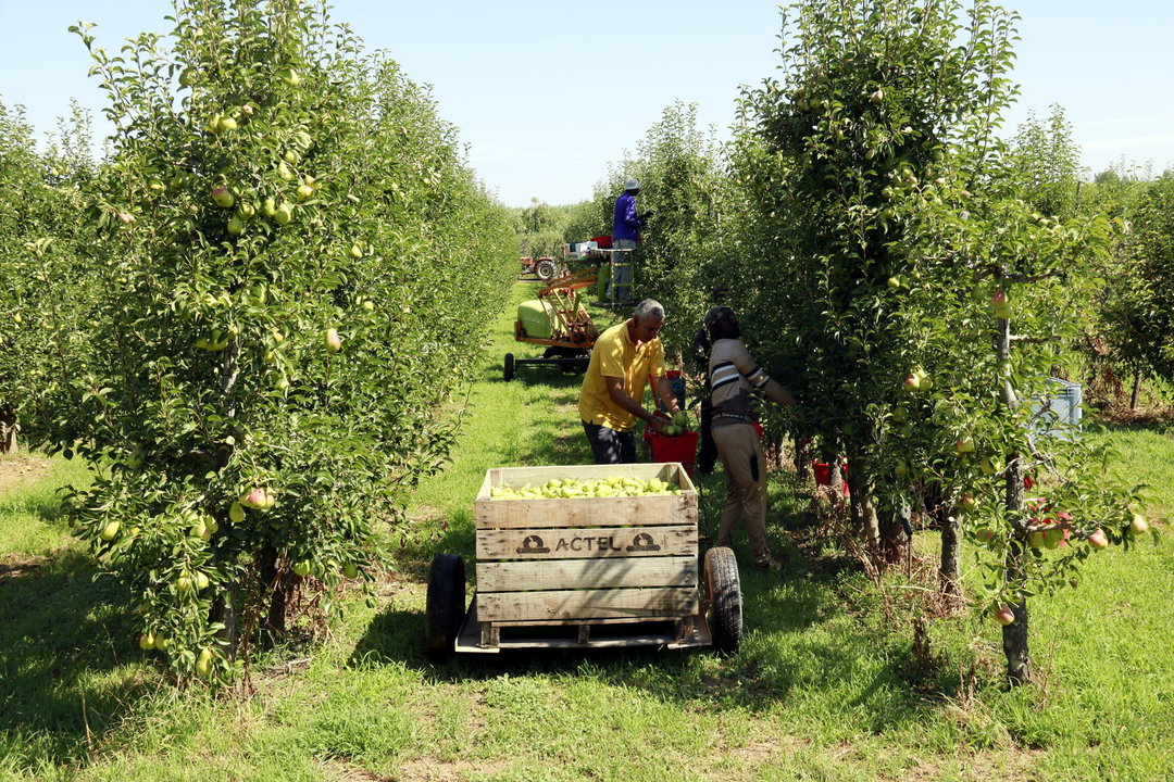 Treballadors collint peres llimoneres en una finca dels Alamús. Foto: Anna Berga