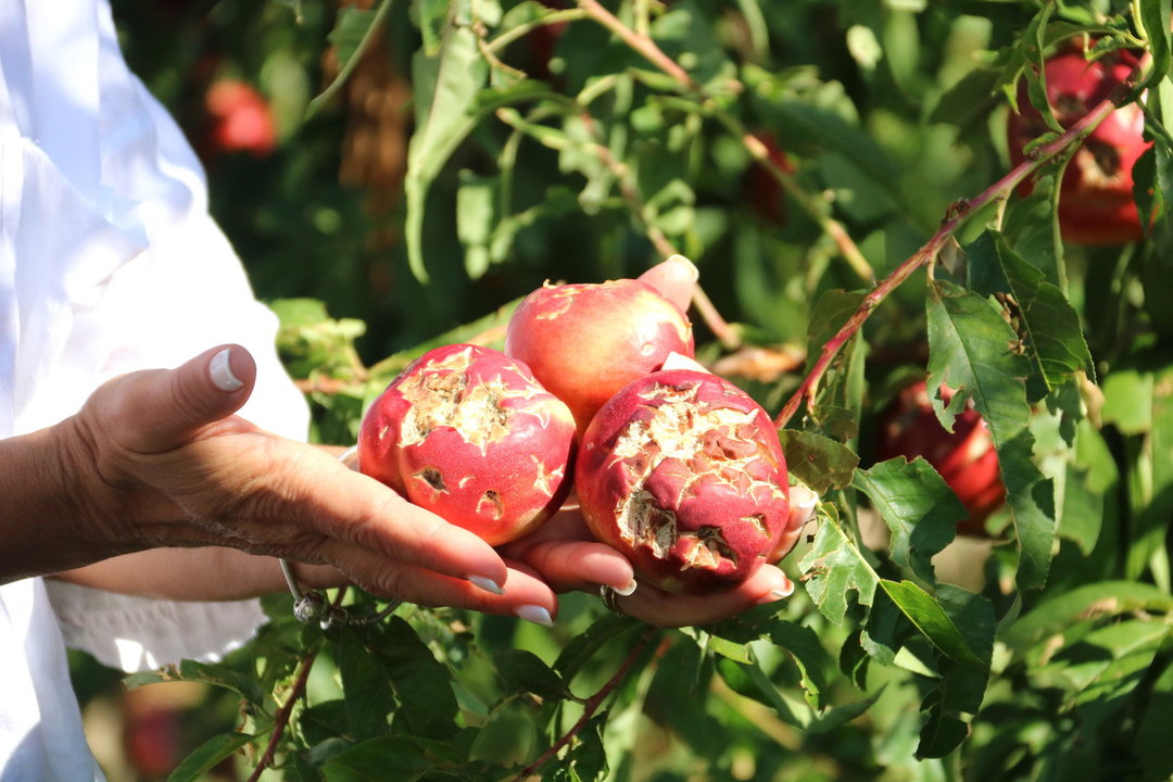 Imatge d'unes nectarines danyades per una pedregada. Foto: ACN