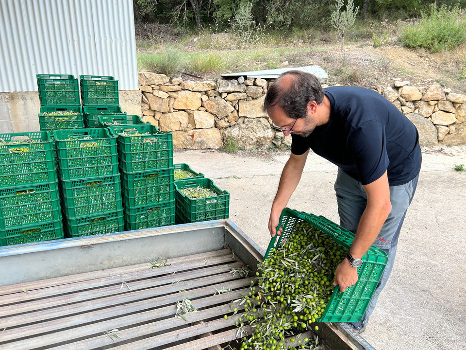 Un productor d'oli abocant les olives al Molí de la vall de Barcedana. Fotos: ACN