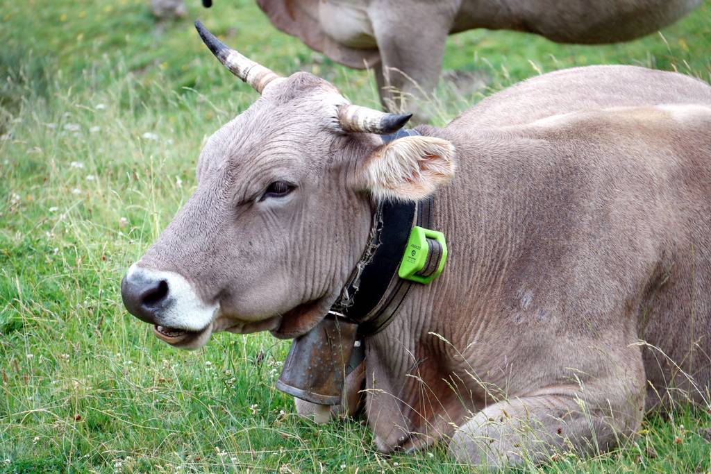 Una vaca amb un collar GPS al coll al Parc de la Bonaigua ©Marta Lluvich