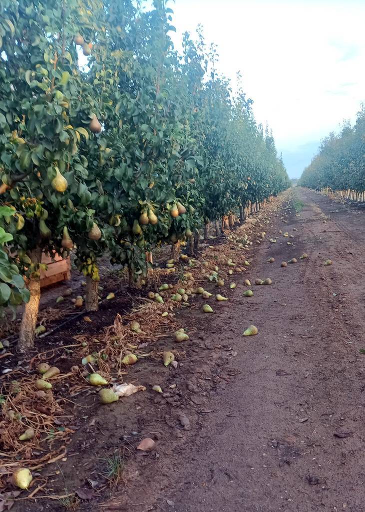 Peres de la varietat Conference al terra per l'efecte del vent en una finca de Benavent de Segrià ©Asaja Lleida