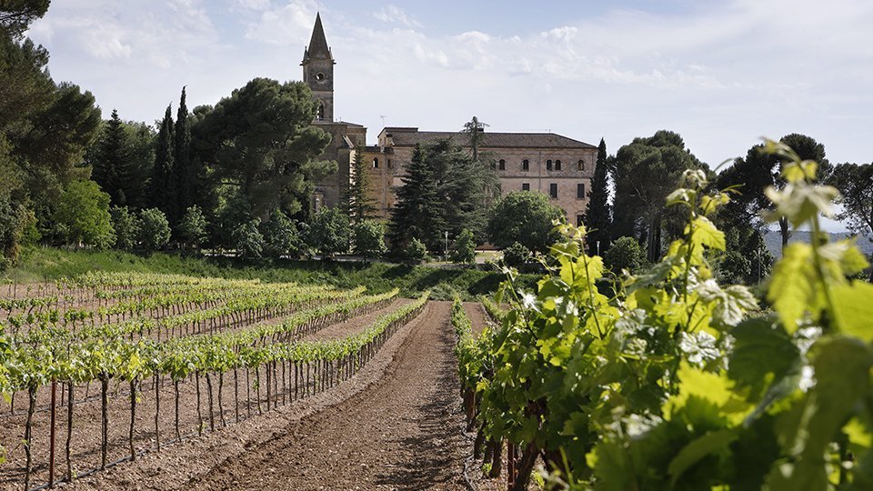 Monastir de les Avellanes finca de ceps ©MonastirAvellanes