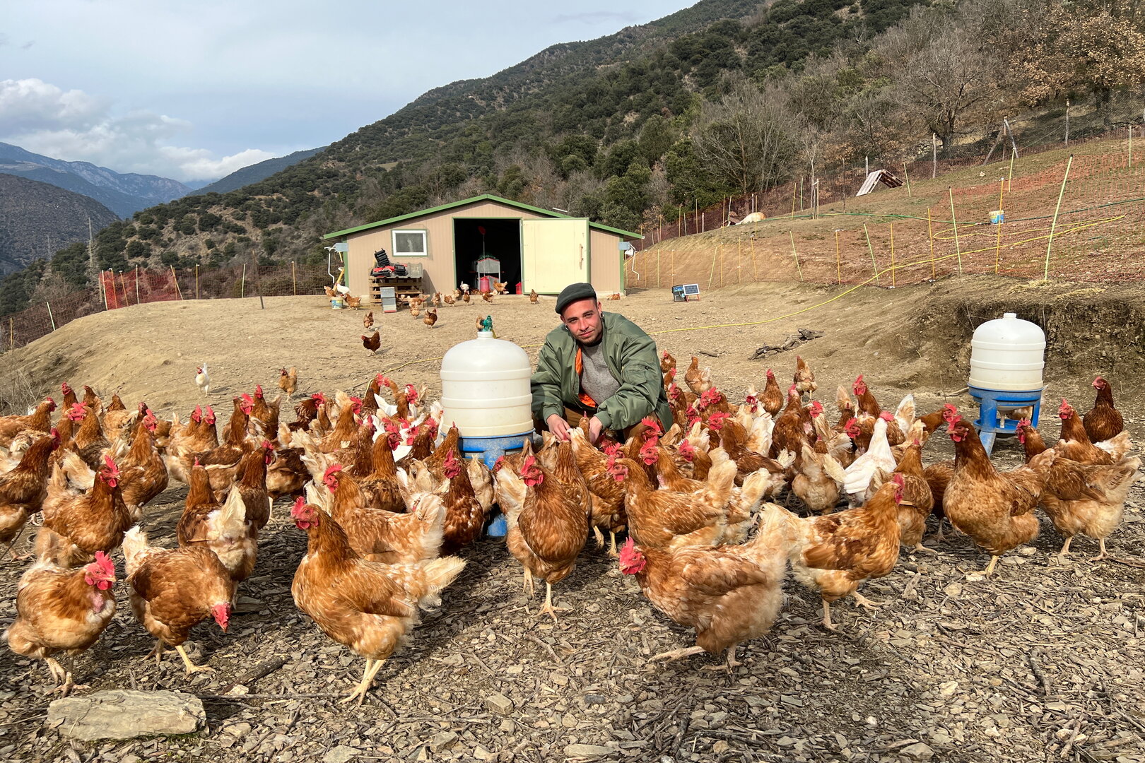 El jove granger alturgellenc Pere Roca, amb una part de les 800 gallines que té en una finca a les Valls de Valira (Alt Urgell). Foto: ACN